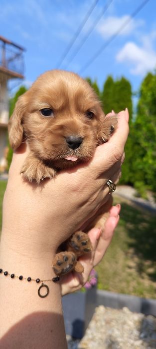 Cocer Spaniel Piesek
