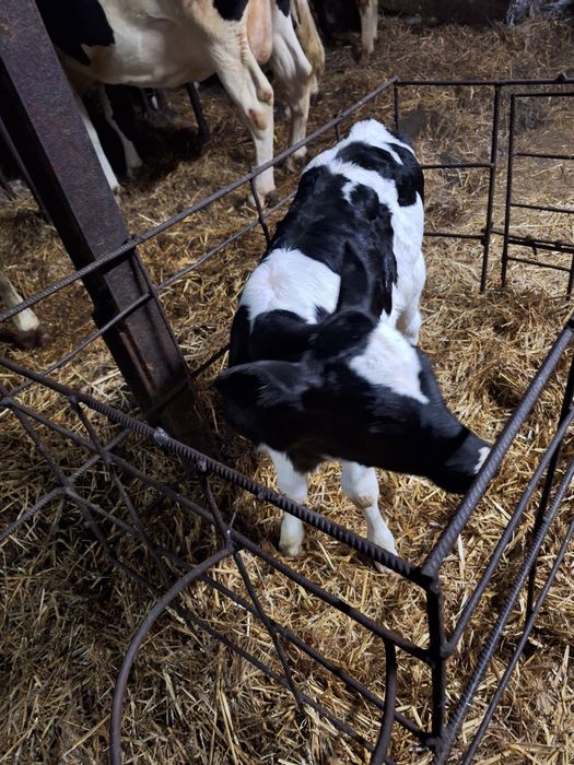 Jałówka cielak czarno-biały ładną