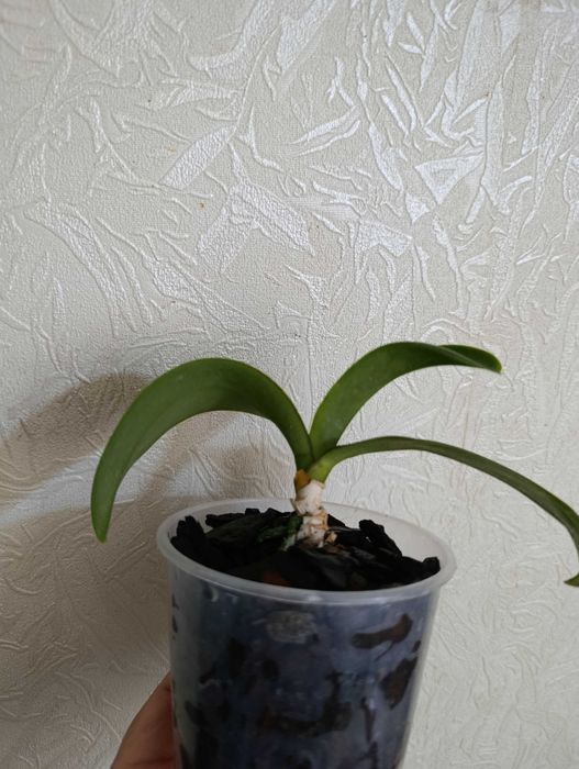 Орхидея фаленопсис