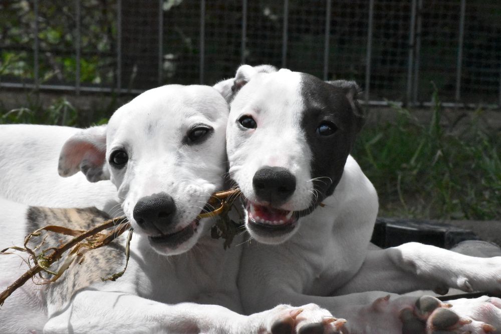 Chart angielski whippet suczka ZKwP FCI