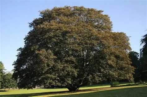 Sementes de acer pseudoplatanus