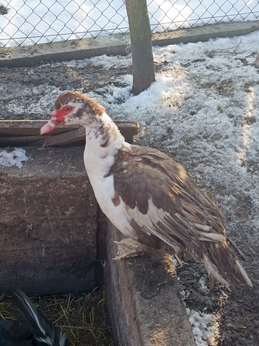 Sprzedam kaczki i kaczory  francuskie mozliwość zakupu tuszki.