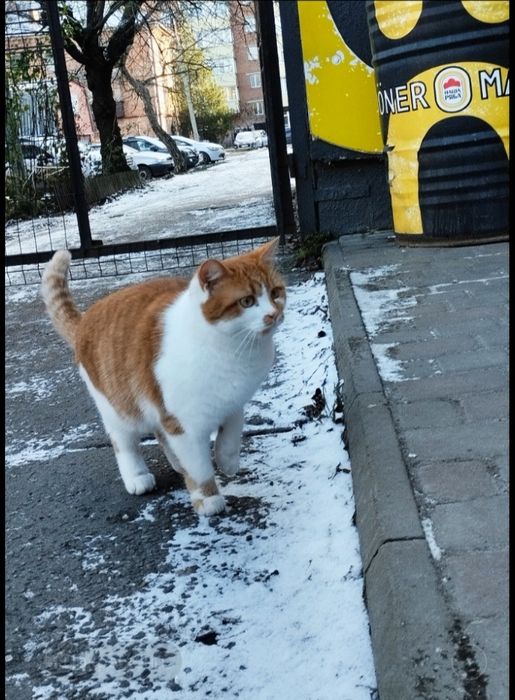 Кішечку в добрі руки