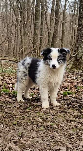 Border collie piesek gotowy do odbioru