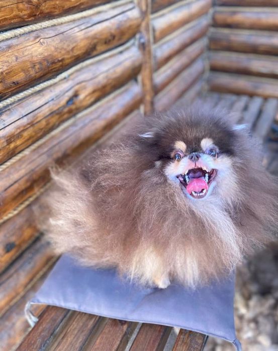 Exclusive Merle Teddy Bear Pomeranian