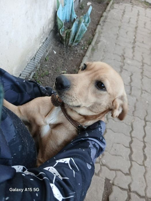 Pies gończy Młody suczka