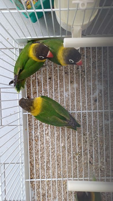 Agapornis personatas reprodutores