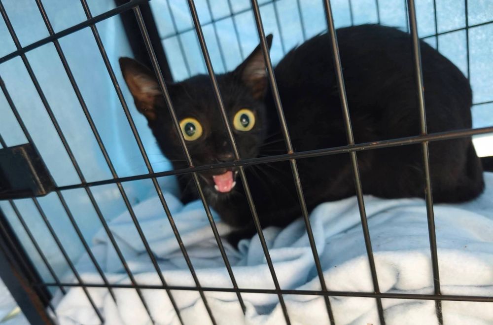 Gata meiga 8 meses ADOÇÃO (abandonada)