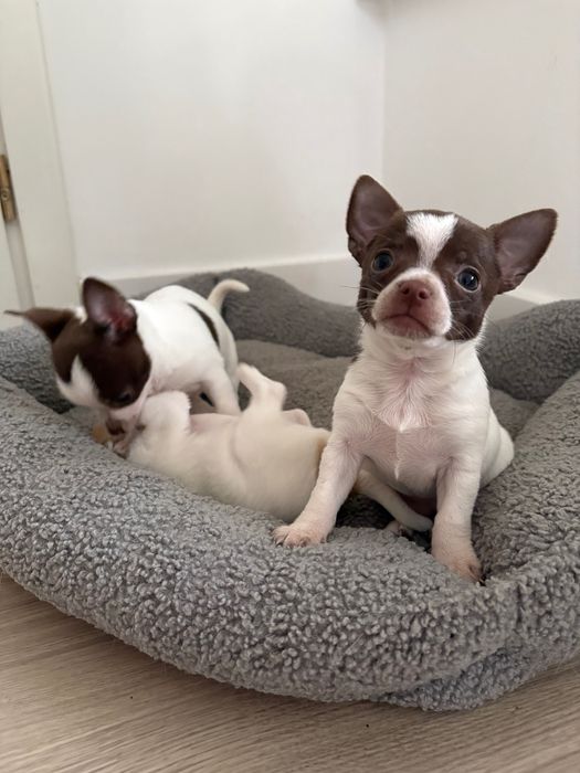 Chihuahua śliczne pieski malutkie