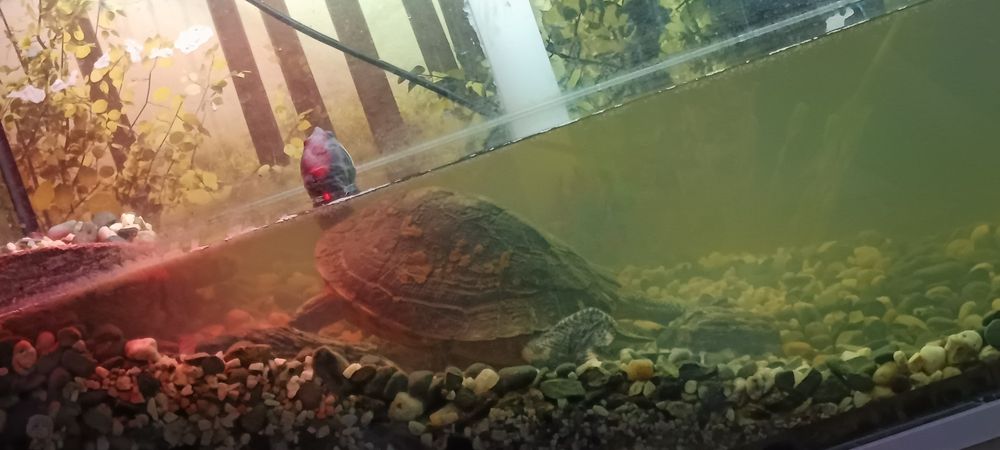 Akwarium o pojemności 200l