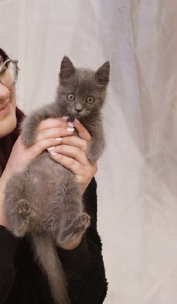 Сіренька киця 5 місяців шукає люблячу сімю