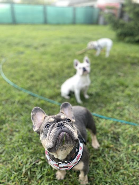 Перетримка для собак, dog sitter, няня для собак від 700 грн/день
