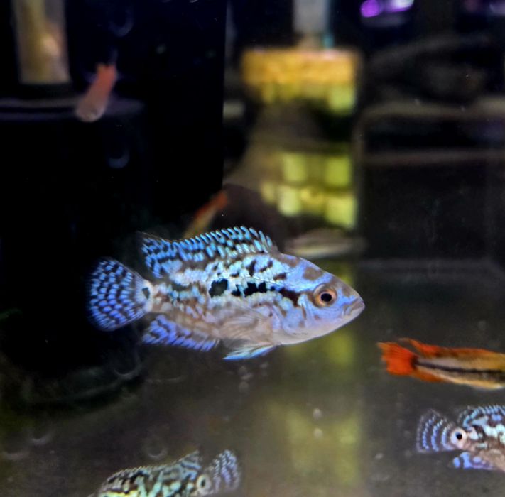 Pielęgnica niebieskołuska Jack Dempsej