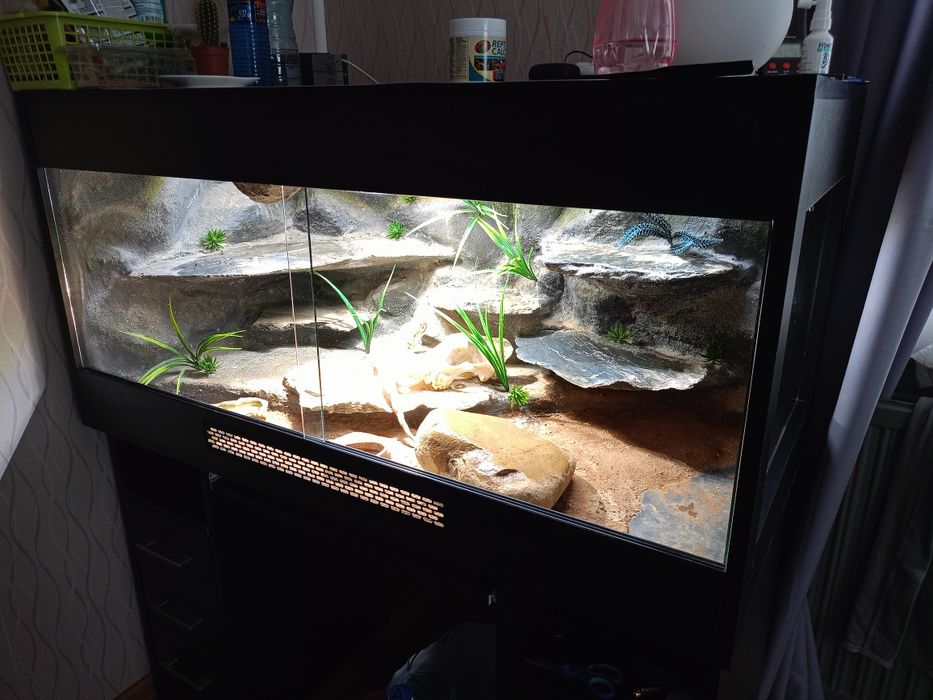 Agama  z terrarium 120x60x60