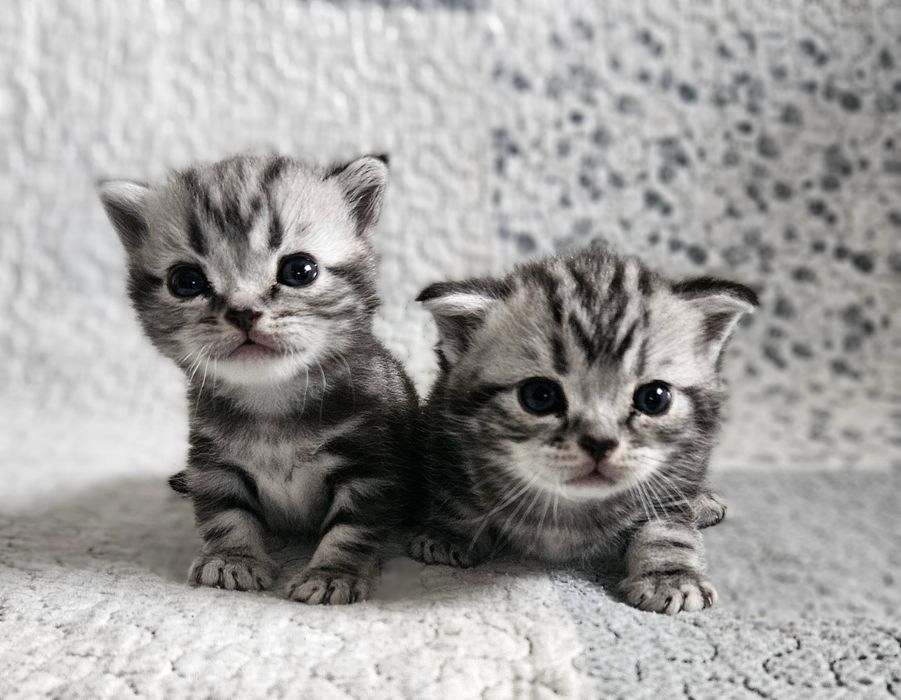 Американська короткошерстна