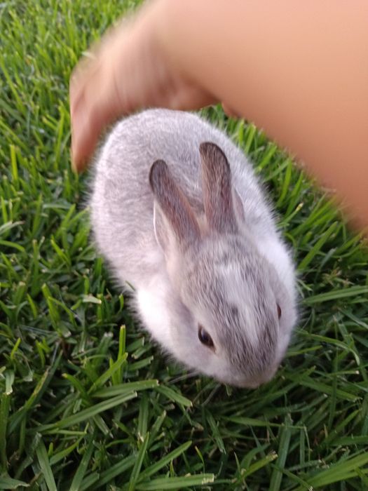 Coelhinha mini holandês
