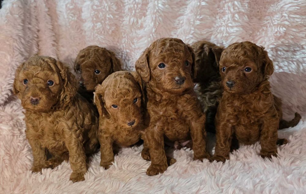 КСУ FCI пудель куражний хлопчик міні