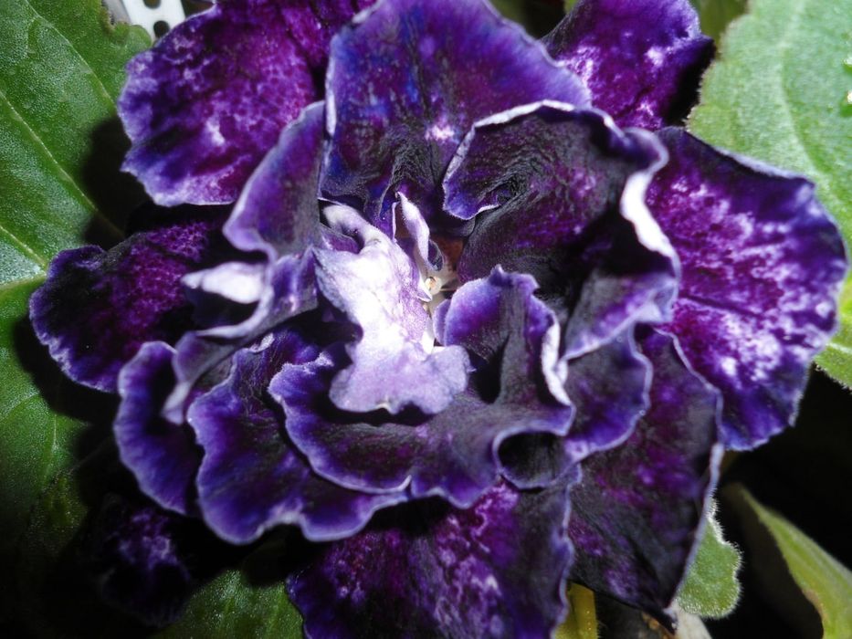 Продаю глоксинии