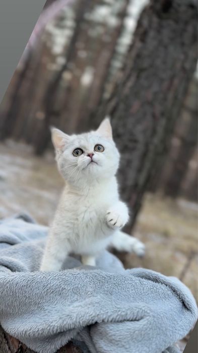 Кицюня дівчинка породиста чистокровна прямм котеня шотландська