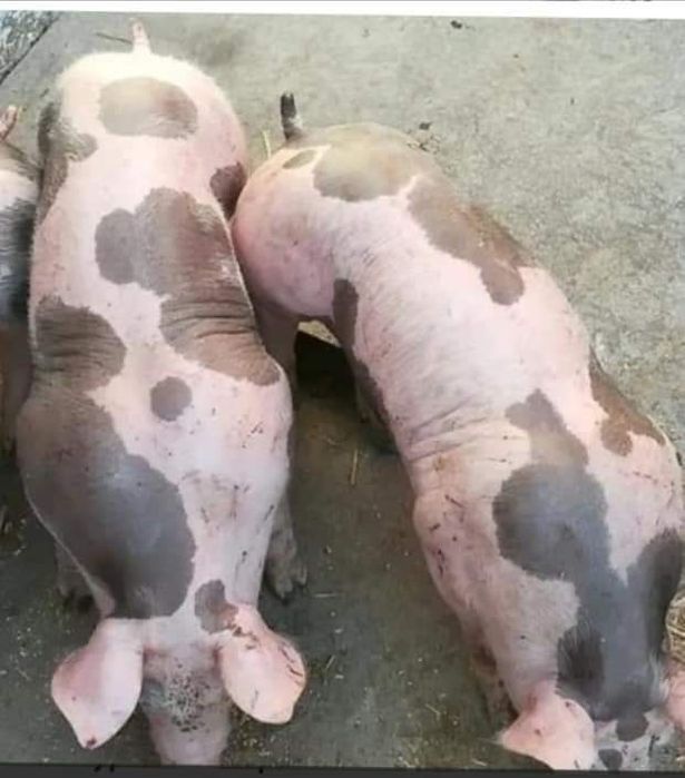 Продам Поросята)))