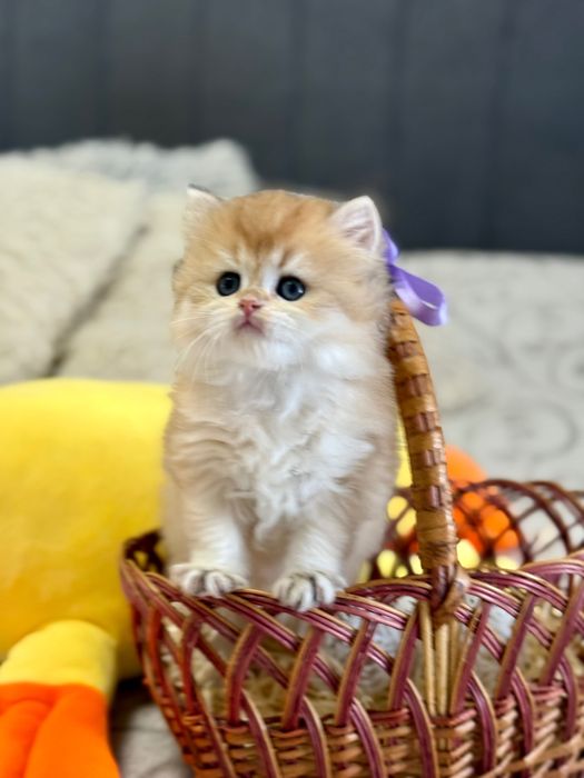 Чудові муркотунчики британської золотої шиншили