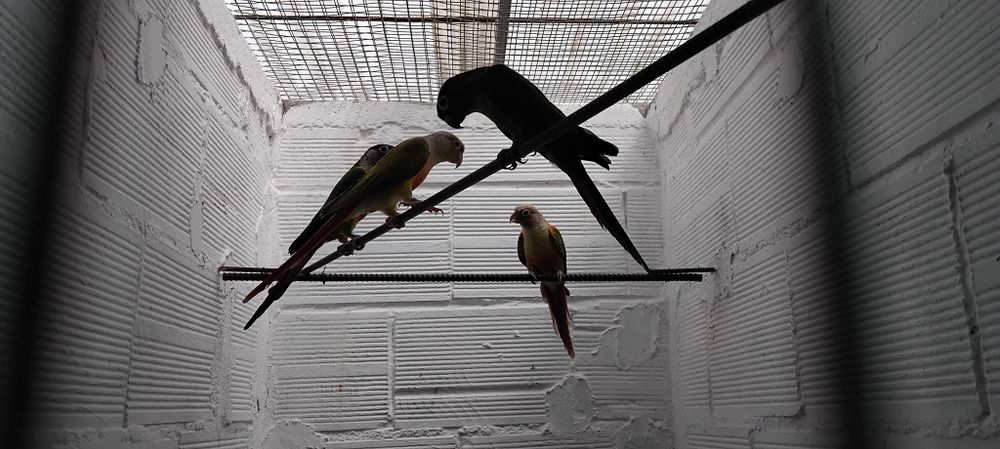 Pyrrhuras machos adultos