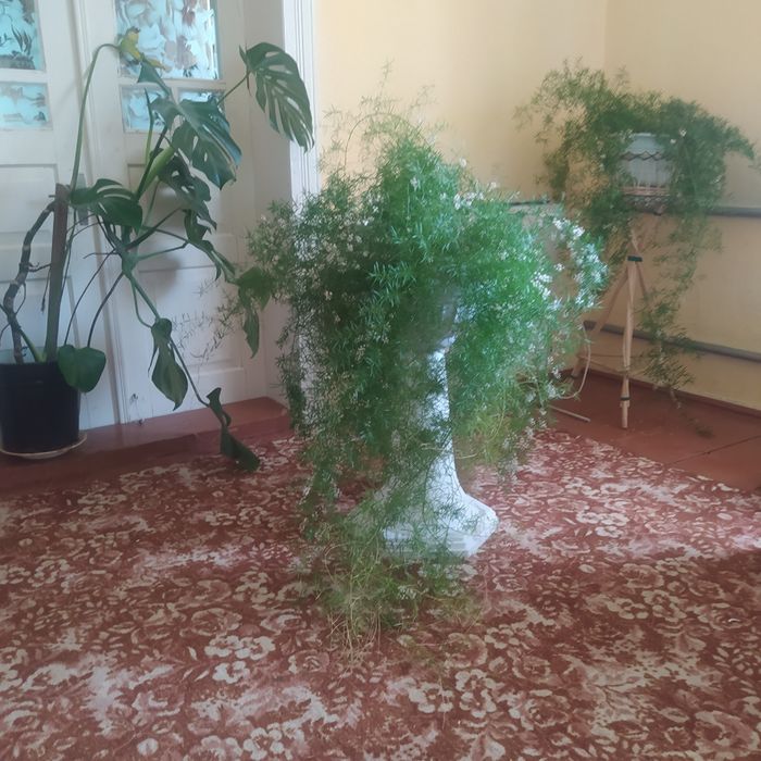 Шпарагус  вазонок