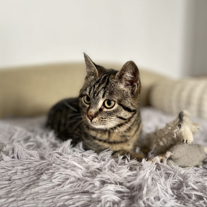 Котенок мальчик в добрые руки