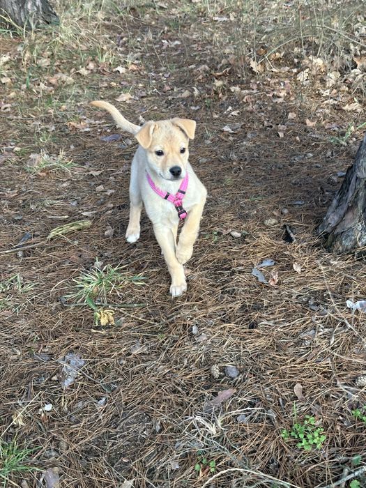 Безкоштовно, щеня в хороші руки