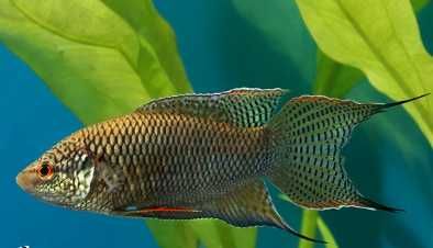 Paraiso Negro \ macropodus specti - agua fria