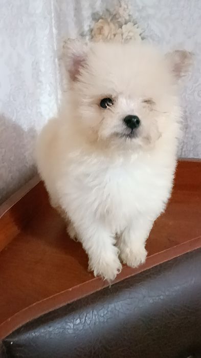 Мальтіпу міні хлопчик
