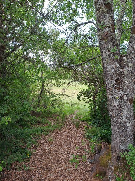 Terreno para venda em Baçal com 1,5 hectares - Bragança