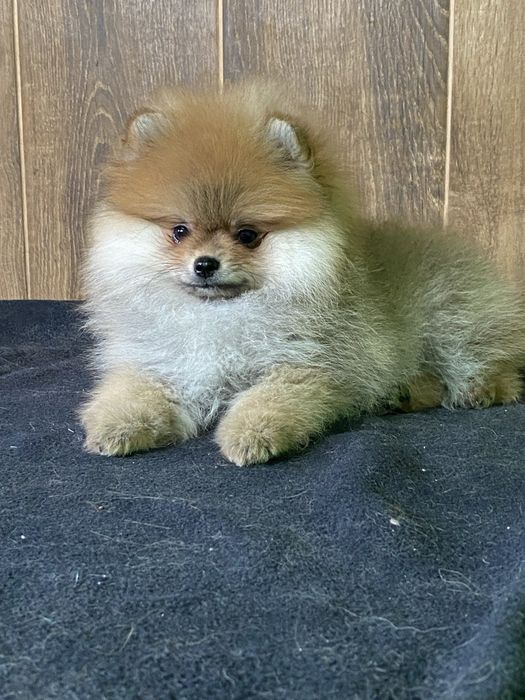 Померанський шпіц