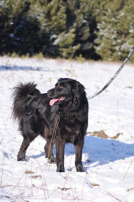 Красивая и мудрая собака ищет дом