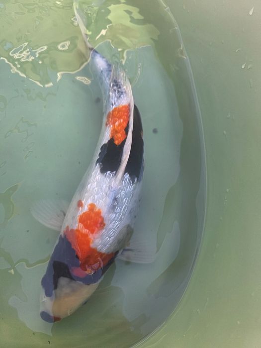 Carpa koi japonesas