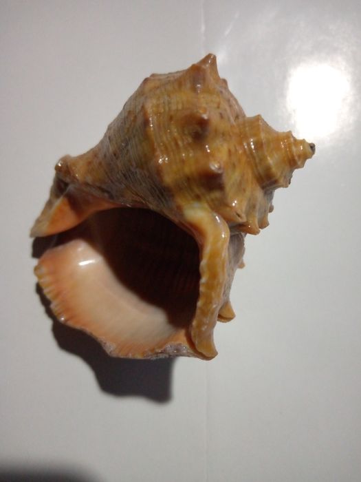 Мушлі морські 20 штук.