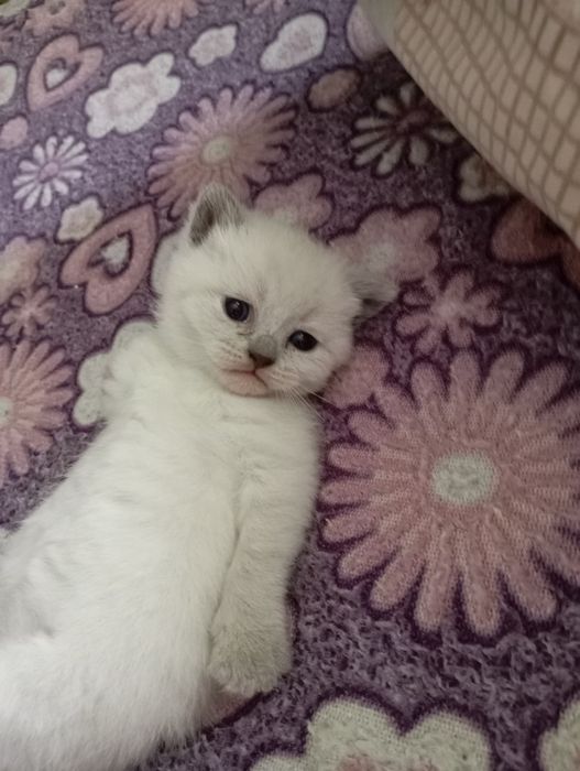Шотландські весловухі котики