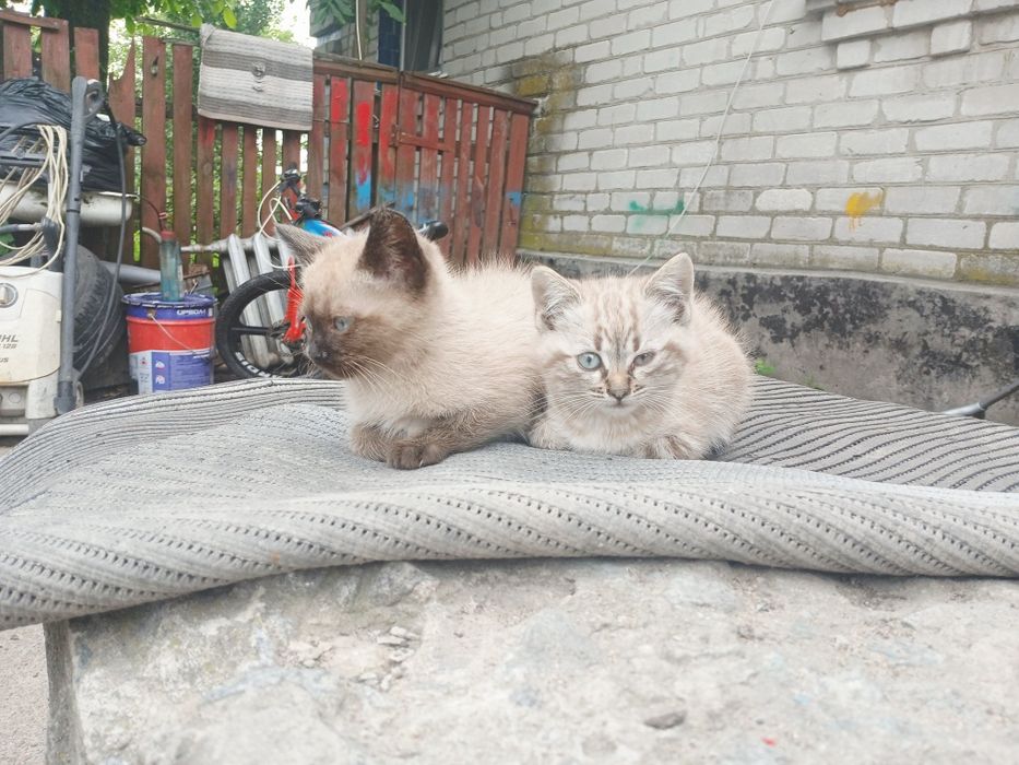 Відам кошенят друзів