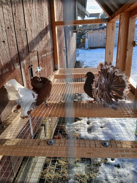 Pawiki gołębie ozdobne