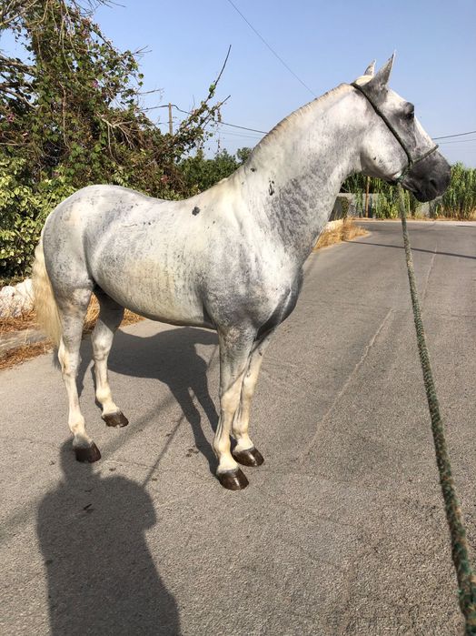 Vendo ou troco cavalo cruzada lusitano