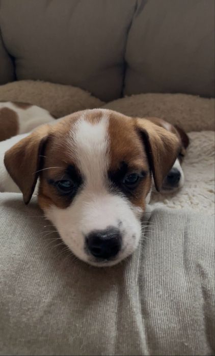 Найкращий малюк Джек Рассел терʼєра