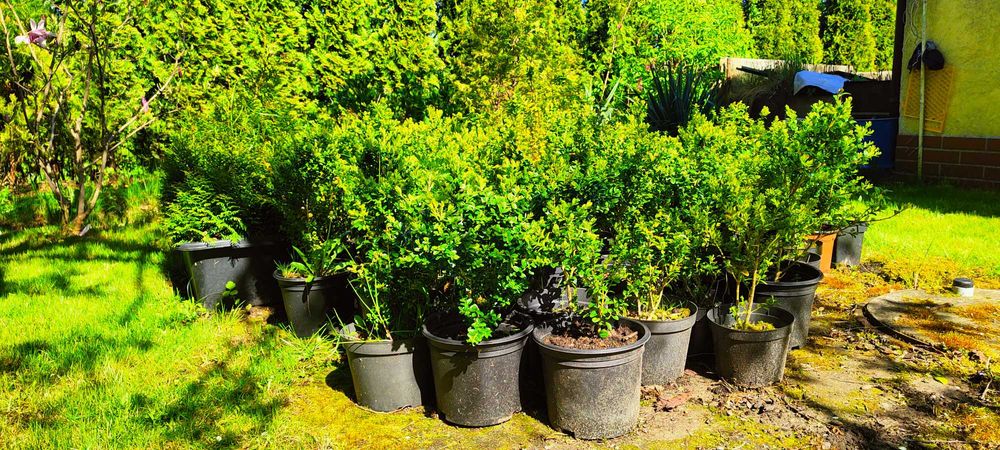 Ukorzenione sadzonki bukszapnów