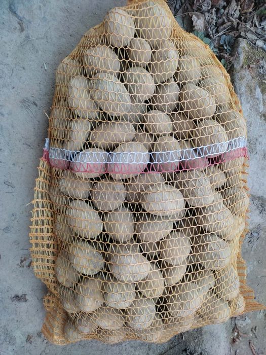 Ziemniaki wielkości sadzeniaka Bella rosa Wega Bellarosa