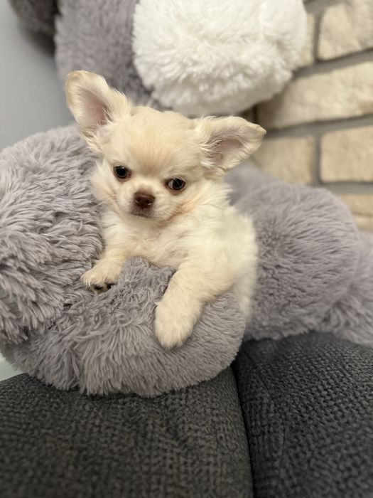 Chihuahua z prawdziwym rodowodem  FCI