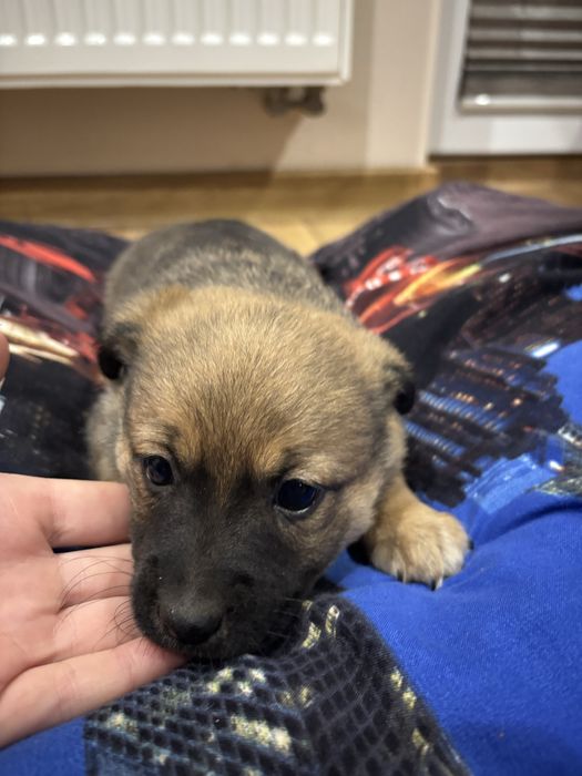 oddam ZA DARMO pieski