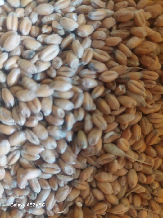 Sprzedam pszenice  ozimą