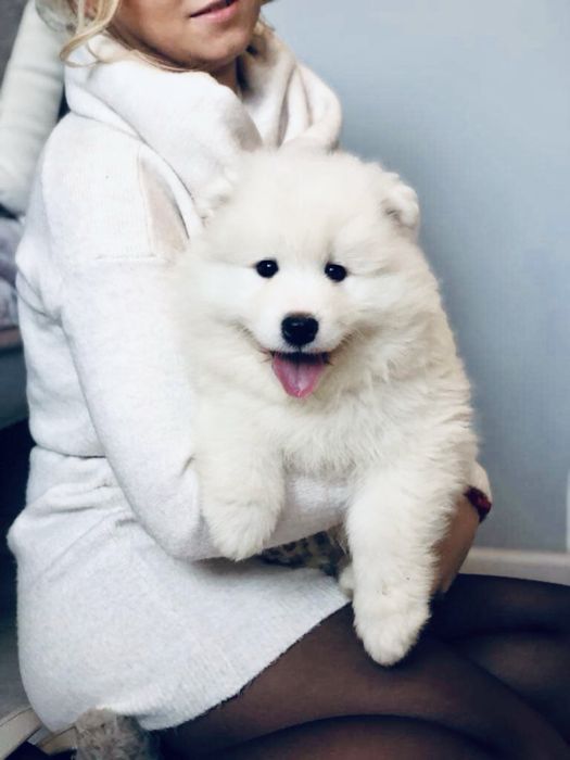 Samoyed szczeniak DO ODBIORU