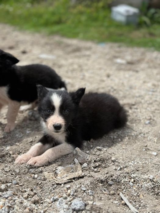 Border Collie TOP