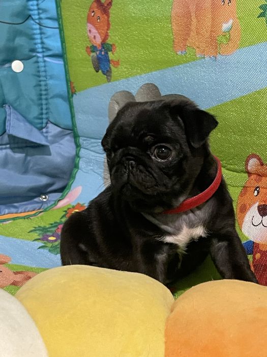 Мопс дівчинка, цуценя 2 міс. Привита,