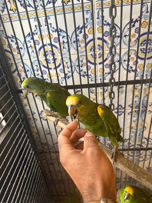 Papagaios Amazonas Barbadensis